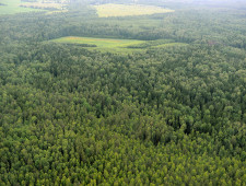 в Смоленской области собрана рекордная сумма платежей от использования лесов и объектов животного мира - фото - 1