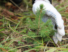 по итогам 2020 года в Смоленской области восстановлено более 7 тысяч гектаров лесного массива - фото - 1