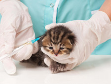 в 2020 году в Смоленской области вакцинировали около 3,5 млн животных - фото - 1