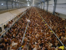 птицефабрика «Сметанино» запустила новую линию для выпуска мытых яиц - фото - 1