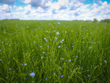 смоленская область стала лидером по севу льна-долгунца в России - фото - 1