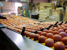 смоленская "Птицефабрика "Сметанино" увеличит выпуск куриных яиц до 1 млн шт. в день - фото - 1