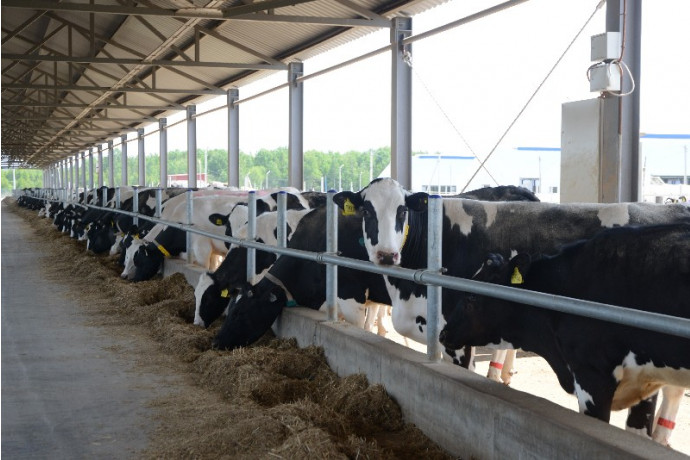 расширение действующего молочного комплекса ООО "Золотая нива" - фото - 1