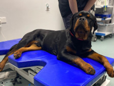 компания – резидент ТОСЭР «Дорогобуж» стала мировым лидером по географии поставок ветеринарной мебели - фото - 1