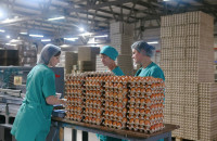 смоленская птицефабрика "Сметанино" увеличит выпуск яиц до миллиона штук в день - фото - 1