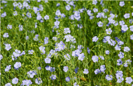 смоленская область заняла 1-е место по размеру посевной площади льна-долгунца - фото - 1