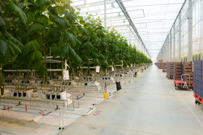 строительство тепличного комбината по выращиванию овощей ООО Тепличный комбинат «Смоленский» - фото - 1