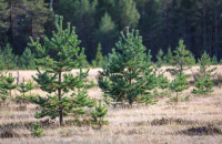 смоленская область в тройке лидеров по уходу за лесными культурами - фото - 1