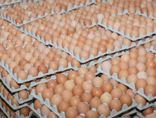 птицефабрика «Сметанино» увеличивает объемы производства - фото - 1