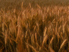 на Смоленщине состоится агропромышленная выставка «День Смоленского поля – 2021» - фото - 1